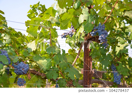 Grapes in a vineyard 104278437