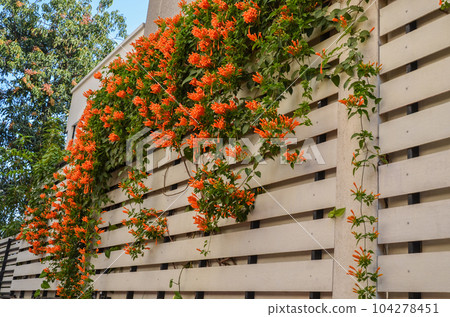 Red Pyrostegia Venusta flowers on a fence Red Pyrostegia Venusta flowers on a fence 104278451