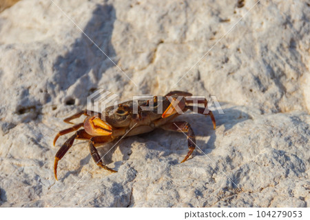 Freshwater river crab (Potamon ibericum) on stone near a mountain river Freshwater river crab (Potamon ibericum) on stone near a mountain river 104279053