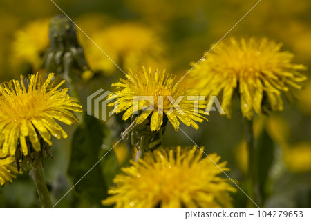 yellow blooming dandelions covered with water drops in the spring season yellow blooming dandelions covered with water drops in the spring season 104279653