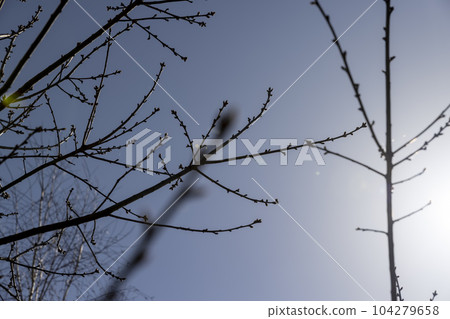 red oak tree in sunny weather in early spring 104279658