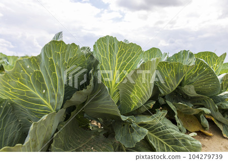 Agricultural field where cabbage is grown in cabbages Agricultural field where cabbage is grown in cabbages 104279739