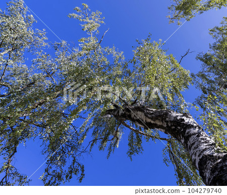 Trees in a mixed forest in summer Trees in a mixed forest in summer 104279740