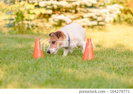 Dog training to follow scent trail in scentwork training school Dog training to follow scent trail in scentwork training school 104279771