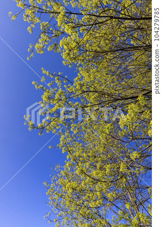 long maple flowers in the spring season, beautiful maple 104279785