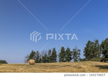 A field with cereals in the summer 104279857