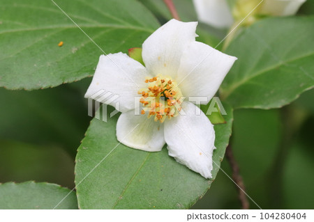 Himeshara with small white flowers Himeshara with small white flowers 104280404