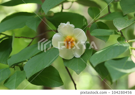 一日花山茶花 104280456