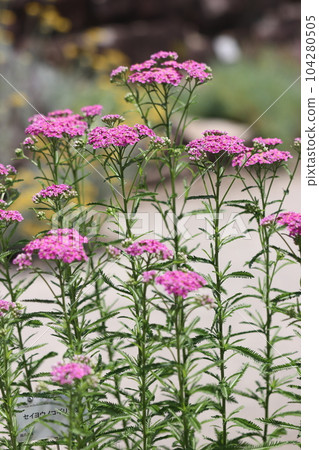 具有特色葉子的西洋蓍草 104280505