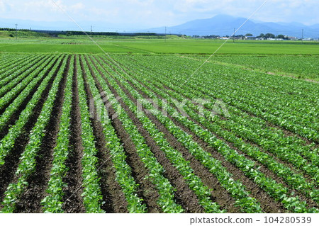 Soybean field Shonai, Yamagata Prefecture 104280539