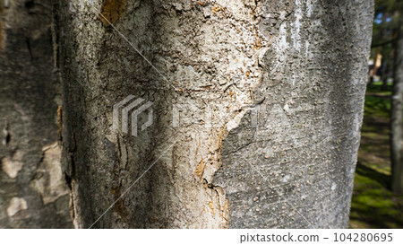Bark of a big tree Bark of a big tree 104280695