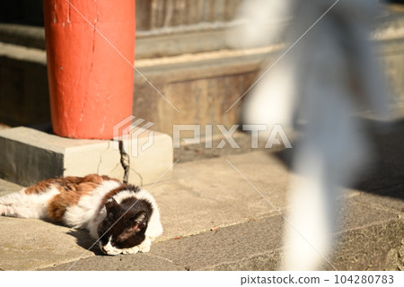 Aged calico cat with a fearless look 104280783