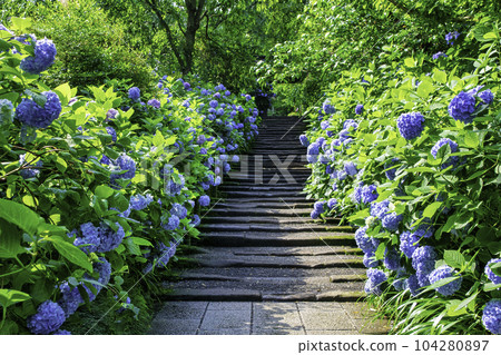 Kamakura City Meigetsu-in temple gate hydrangea Kamakura City Meigetsu-in temple gate hydrangea 104280897
