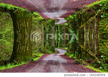 Abstract Plant maze with mirage road above and below and a path through the California redwoods in Jedediah Smith State Park 104280956