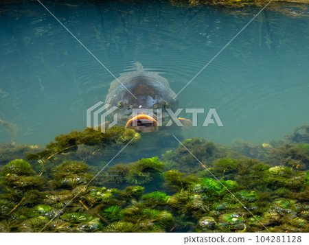 鯉魚在灌溉渠裡游泳 鯉魚在灌溉渠裡游泳 104281128