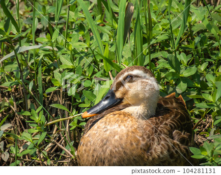 鴨 鴨 104281131