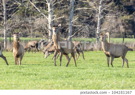 Photograph of farmed Deer grazing in a green field in New Zealand Photograph of farmed Deer grazing in a green field in New Zealand 104281167
