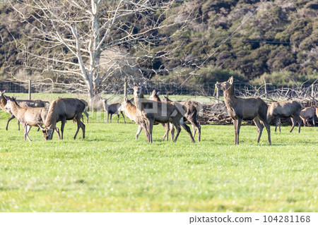 Photograph of farmed Deer grazing in a green field in New Zealand Photograph of farmed Deer grazing in a green field in New Zealand 104281168