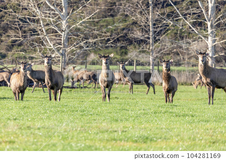 Photograph of farmed Deer grazing in a green field in New Zealand 104281169