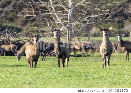 Photograph of farmed Deer grazing in a green field in New Zealand 104281170