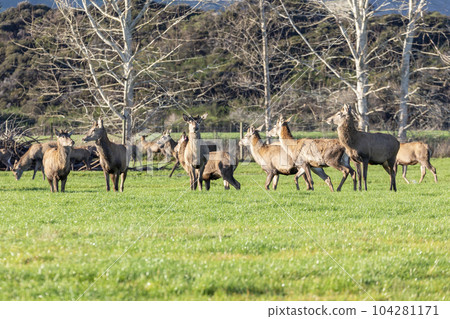 Photograph of farmed Deer grazing in a green field in New Zealand Photograph of farmed Deer grazing in a green field in New Zealand 104281171