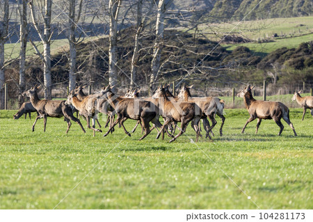 Photograph of farmed Deer grazing in a green field in New Zealand Photograph of farmed Deer grazing in a green field in New Zealand 104281173