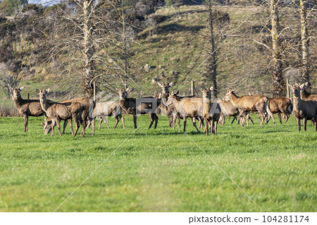 Photograph of farmed Deer grazing in a green field in New Zealand Photograph of farmed Deer grazing in a green field in New Zealand 104281174