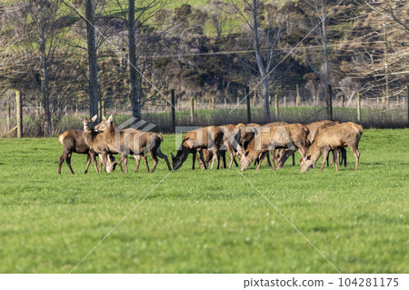 Photograph of farmed Deer grazing in a green field in New Zealand Photograph of farmed Deer grazing in a green field in New Zealand 104281175