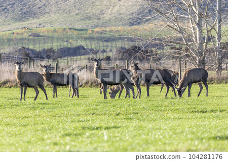 Photograph of farmed Deer grazing in a green field in New Zealand Photograph of farmed Deer grazing in a green field in New Zealand 104281176