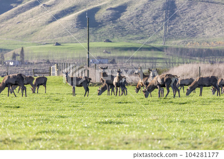 Photograph of farmed Deer grazing in a green field in New Zealand Photograph of farmed Deer grazing in a green field in New Zealand 104281177