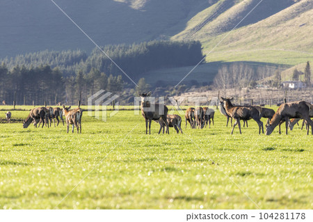 Photograph of farmed Deer grazing in a green field in New Zealand Photograph of farmed Deer grazing in a green field in New Zealand 104281178