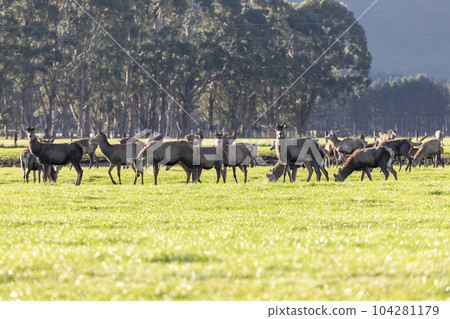 Photograph of farmed Deer grazing in a green field in New Zealand Photograph of farmed Deer grazing in a green field in New Zealand 104281179