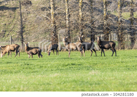 Photograph of farmed Deer grazing in a green field in New Zealand Photograph of farmed Deer grazing in a green field in New Zealand 104281180