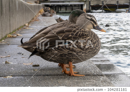 Photograph of resting brown ducks on concrete steps in New Zealand Photograph of resting brown ducks on concrete steps in New Zealand 104281181