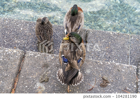 Photograph of resting brown ducks on concrete steps in New Zealand Photograph of resting brown ducks on concrete steps in New Zealand 104281190