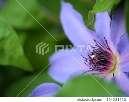 藍色鐵線蓮“藍拉賓”五月盛開 藍色鐵線蓮“藍拉賓”五月盛開 104281310