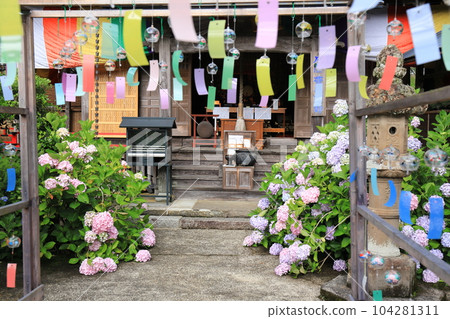 夏季傳統:風鈴和繡球花 夏季傳統:風鈴和繡球花 104281311
