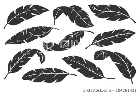 Tropical leaves black silhouette set. Minimalistic abstract exotic plant branches isolated on white background. Trendy botanical engraving stamp. Banana palm leaf sketch graphic floral elements Tropical leaves black silhouette set. Minimalistic abstract exotic plant branches isolated on white background. Trendy botanical engraving stamp. Banana palm leaf sketch graphic floral elements 104281421