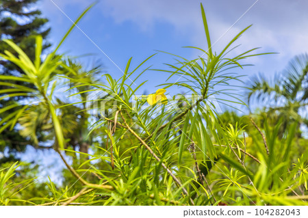 Yubu Island (October, Iriomote Island, sunny) Yubu Island (October, Iriomote Island, sunny) 104282043