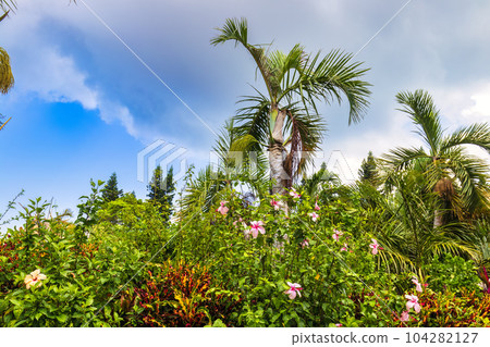 Yubu Island (October, Iriomote Island, sunny) 104282127