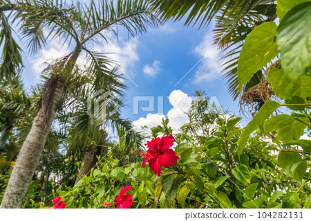 由布島（10月、西表島、晴） 104282131