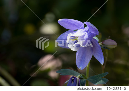 Columbine flowers quietly blooming Columbine flowers quietly blooming 104282140