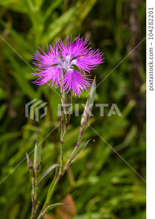 Flowers of Kawarana de Ceco 104282201
