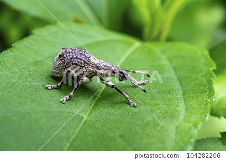 Shirokobu weevil on a leaf 104282206