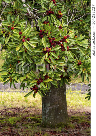 一棵樹上結滿了楊梅的紅色漿果 104282227