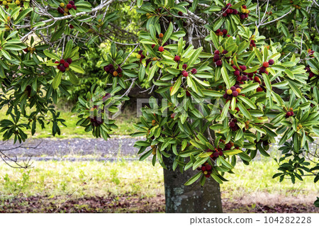 一棵樹上結滿了楊梅的紅色漿果 104282228