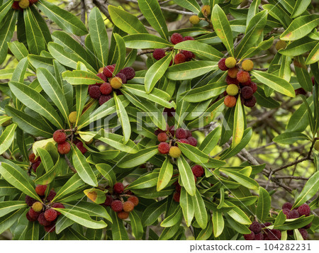 The red fruit of bayberry (Yamamomo) that is ready to eat 104282231