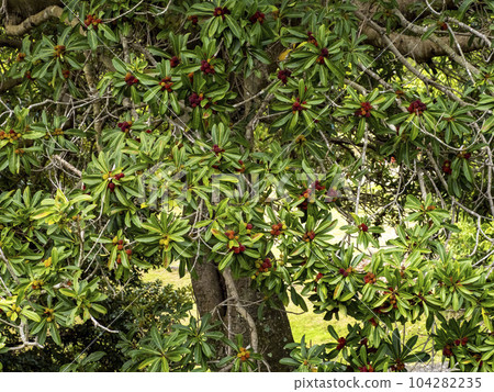 A tree with a lot of red berries of bayberry A tree with a lot of red berries of bayberry 104282235