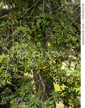 A tree with a lot of red berries of bayberry A tree with a lot of red berries of bayberry 104282236
