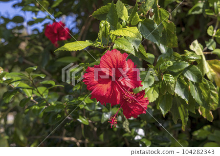 Hateruma Island (Sunny October, Okinawa) Hateruma Island (Sunny October, Okinawa) 104282343